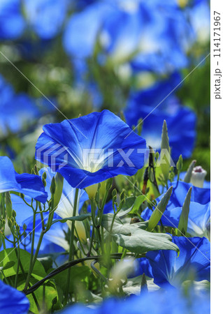 花夢の里　初秋の花ヘブンリーブルーと青空 114171967
