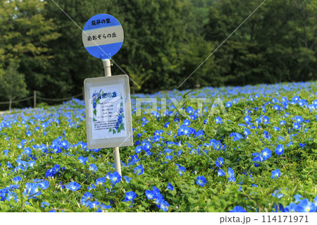 花夢の里　初秋のヘブンリーブルーの花畑　 114171971