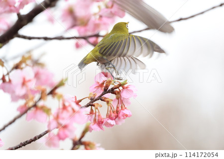 メジロと河津桜 114172054