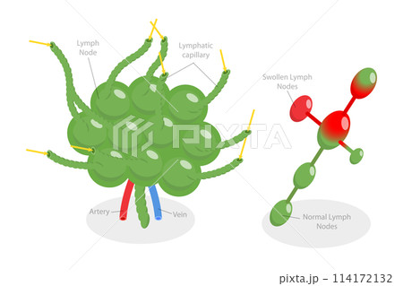 3D Isometric Flat  Conceptual Illustration of Lymph Node, Labeled Diagram 114172132
