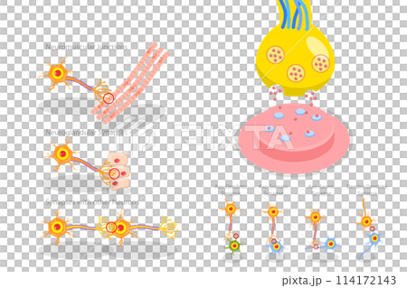 3D Isometric Flat  Conceptual Illustration of Synapse, Neuromuscular Junction 114172143