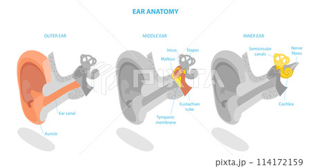 3D Isometric Flat Conceptual Illustration of Human Ear Anatomy, Labeled Medical Scheme 3D Isometric Flat Conceptual Illustration of Human Ear Anatomy, Labeled Medical Scheme 114172159