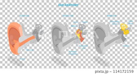 3D Isometric Flat Conceptual Illustration of Human Ear Anatomy, Labeled Medical Scheme 3D Isometric Flat Conceptual Illustration of Human Ear Anatomy, Labeled Medical Scheme 114172159