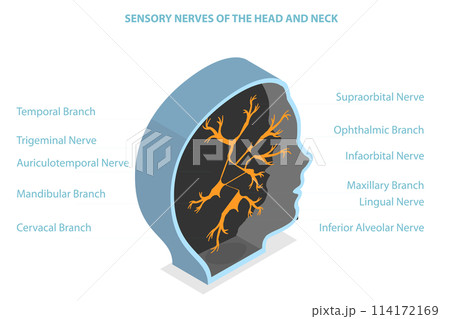 3D Isometric Flat Conceptual Illustration of Sensory Nerves Of The Head And Neck, Educational Medical Diagram 3D Isometric Flat Conceptual Illustration of Sensory Nerves Of The Head And Neck, Educational Medical Diagram 114172169