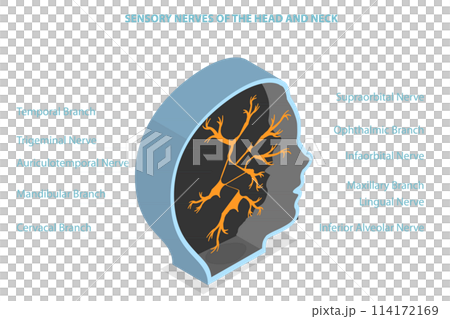 3D Isometric Flat  Conceptual Illustration of Sensory Nerves Of The Head And Neck, Educational Medical Diagram 114172169