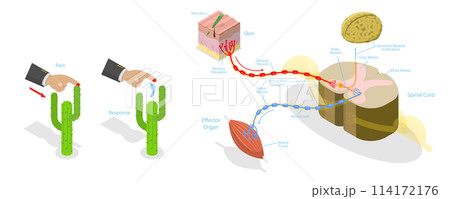 3D Isometric Flat Conceptual Illustration of Reflex ARC, Labeled Educational Schema 3D Isometric Flat Conceptual Illustration of Reflex ARC, Labeled Educational Schema 114172176