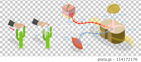 3D Isometric Flat  Conceptual Illustration of Reflex ARC, Labeled Educational Schema 114172176