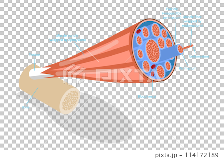 3D Isometric Flat  Conceptual Illustration of Skeletal Muscles, Anatomical Structure 114172189