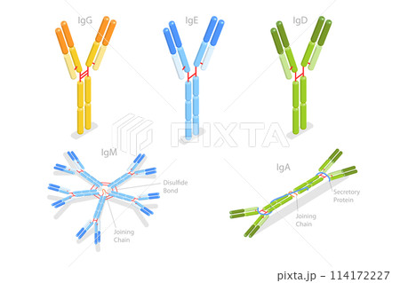 3D Isometric Flat Conceptual Illustration of Different Types Of Immunoglobulins, Antibodies Structure 3D Isometric Flat Conceptual Illustration of Different Types Of Immunoglobulins, Antibodies Structure 114172227