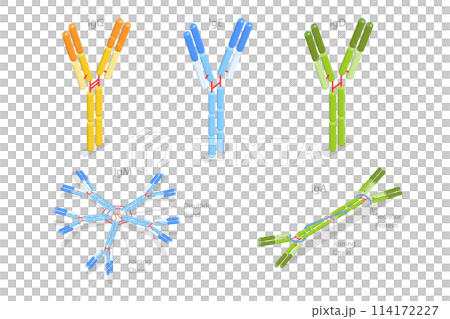 3D Isometric Flat Conceptual Illustration of Different Types Of Immunoglobulins, Antibodies Structure 3D Isometric Flat Conceptual Illustration of Different Types Of Immunoglobulins, Antibodies Structure 114172227