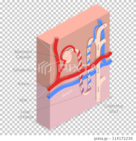3D Isometric Flat  Conceptual Illustration of Structure Nephron of the Kidney, Educational Diagram 114172230