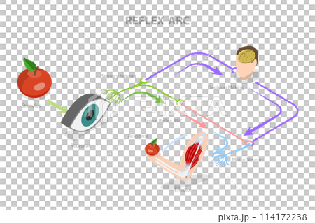 3D Isometric Flat  Conceptual Illustration of Reflex ARC, Educational Diagram 114172238