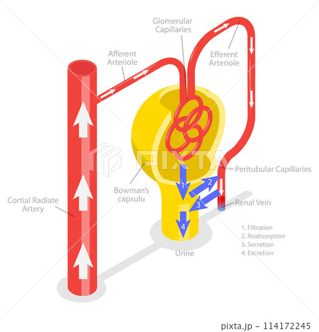3D Isometric Flat Conceptual Illustration of Formation Of Urine, Educational Diagram 3D Isometric Flat Conceptual Illustration of Formation Of Urine, Educational Diagram 114172245