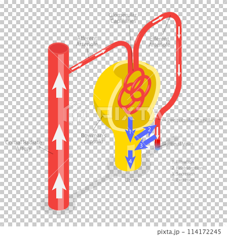 3D Isometric Flat  Conceptual Illustration of Formation Of Urine, Educational Diagram 114172245