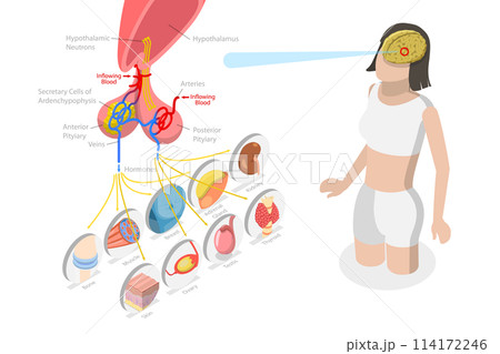 3D Isometric Flat Conceptual Illustration of Pituary Gland, Educational Schema 3D Isometric Flat Conceptual Illustration of Pituary Gland, Educational Schema 114172246