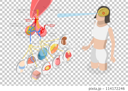 3D Isometric Flat Conceptual Illustration of Pituary Gland, Educational Schema 3D Isometric Flat Conceptual Illustration of Pituary Gland, Educational Schema 114172246