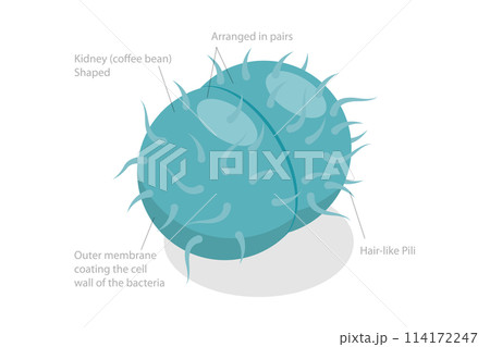 3D Isometric Flat Conceptual Illustration of Neisseria Gonorrhoeae, Sexual Transmitted Bacteria 3D Isometric Flat Conceptual Illustration of Neisseria Gonorrhoeae, Sexual Transmitted Bacteria 114172247