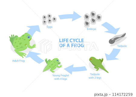 3D Isometric Flat  Conceptual Illustration of Life Cycle Of A Frog, Amphibian Reproduction 114172259