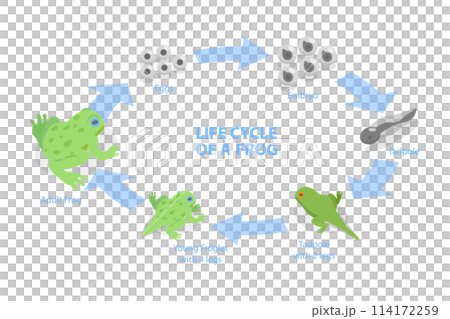 3D Isometric Flat  Conceptual Illustration of Life Cycle Of A Frog, Amphibian Reproduction 114172259