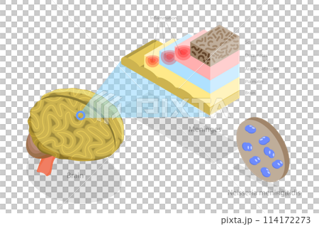 3D Isometric Flat  Conceptual Illustration of Meningitis, Human Brain and Meningococcal Bacteria 114172273
