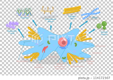 3D Isometric Flat Conceptual Illustration of Fibroplast, Connective Tissue Cell 3D Isometric Flat Conceptual Illustration of Fibroplast, Connective Tissue Cell 114172307