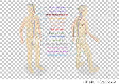 3D Isometric Flat  Conceptual Illustration of Body Meredians, Traditional Chinese Medicine 114172318