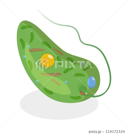 3D Isometric Flat  Conceptual Illustration of Anatomy Of A Euglena, Biological Educational Schema 114172324