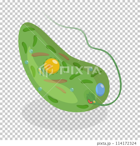 3D Isometric Flat  Conceptual Illustration of Anatomy Of A Euglena, Biological Educational Schema 114172324