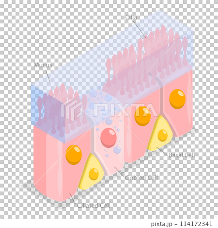 3D Isometric Flat Conceptual Illustration of Nasal Mucosa Cells, Medical Educational Diagram 3D Isometric Flat Conceptual Illustration of Nasal Mucosa Cells, Medical Educational Diagram 114172341