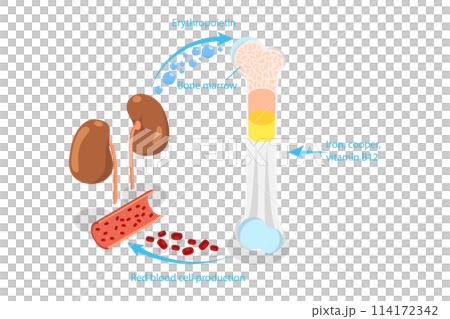 3D Isometric Flat  Conceptual Illustration of Erythropoietin, EPO Production From Kidney 114172342