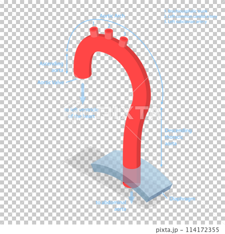 3D Isometric Flat  Conceptual Illustration of Aorta Segments, Educational Diagrams 114172355