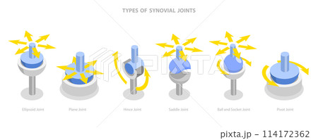 3D Isometric Flat  Conceptual Illustration of Types Of Synovial Joints, Labeled Anatomy Infographic 114172362