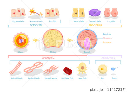 3D Isometric Flat  Conceptual Illustration of Endoderm, Mesoderm And Ectoderm, Educational Diagram 114172374
