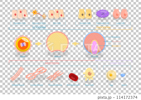 3D Isometric Flat  Conceptual Illustration of Endoderm, Mesoderm And Ectoderm, Educational Diagram 114172374