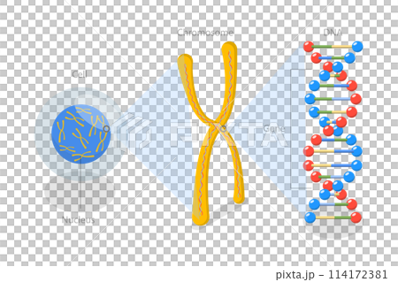 3D Isometric Flat Conceptual Illustration of Molecular Biology, Cell Structure 3D Isometric Flat Conceptual Illustration of Molecular Biology, Cell Structure 114172381