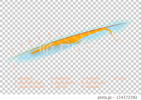 3D Isometric Flat Conceptual Illustration of Branchiostoma Lanceolatum Anatomy Scheme, Translucent Fish-like Animal 3D Isometric Flat Conceptual Illustration of Branchiostoma Lanceolatum Anatomy Scheme, Translucent Fish-like Animal 114172392
