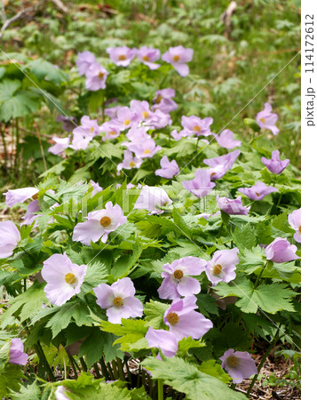 シラネアオイ群生 114172612