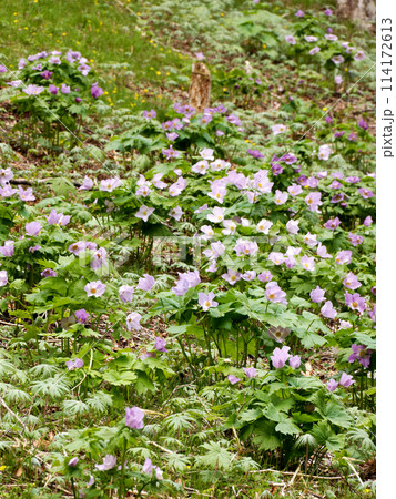 シラネアオイ群生 114172613