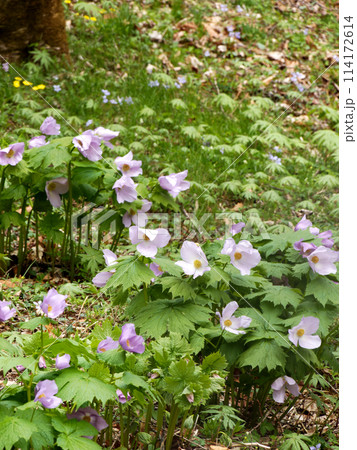 シラネアオイ群生 シラネアオイ群生 114172614