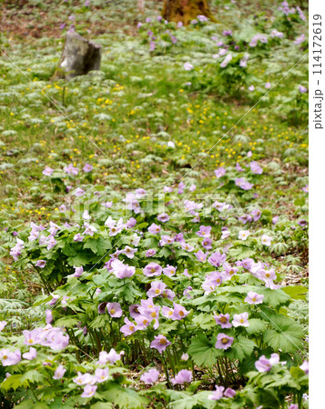 シラネアオイ 114172619