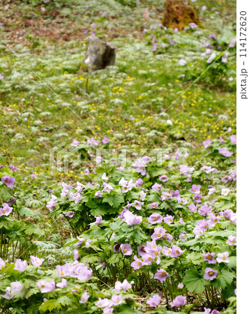 シラネアオイ 114172620