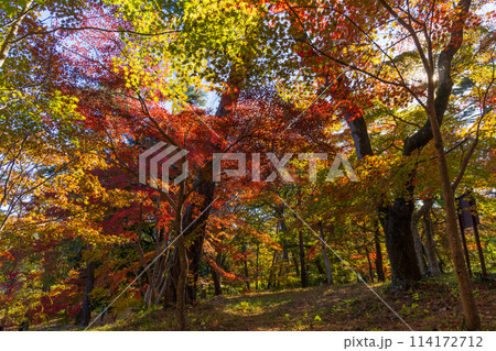 埼玉長瀞の秋 紅葉の月の石もみじ公園 埼玉長瀞の秋 紅葉の月の石もみじ公園 114172712