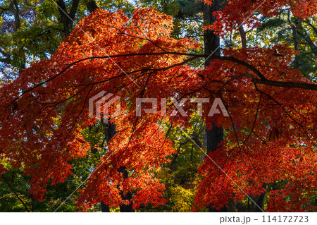 埼玉長瀞の秋 紅葉の月の石もみじ公園 埼玉長瀞の秋 紅葉の月の石もみじ公園 114172723