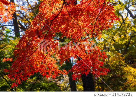 埼玉長瀞の秋 紅葉の月の石もみじ公園 埼玉長瀞の秋 紅葉の月の石もみじ公園 114172725