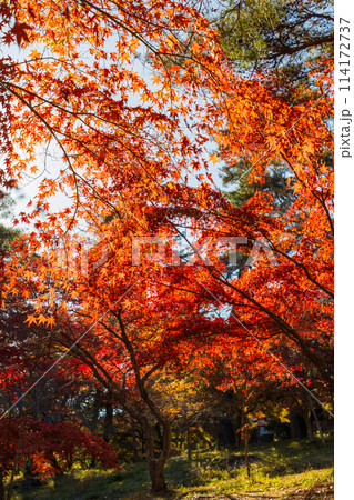 埼玉長瀞の秋　紅葉の月の石もみじ公園 114172737