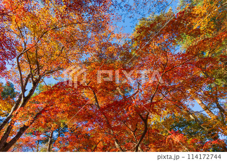 埼玉長瀞の秋　紅葉の月の石もみじ公園 114172744