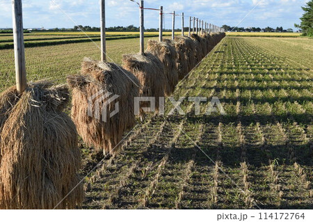 稲穂の杭掛け乾燥 山形県庄内 114172764