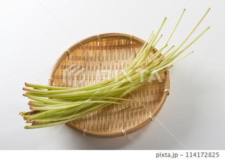 蕗　白背景 114172825