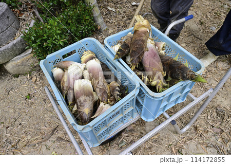 たけのこ 114172855