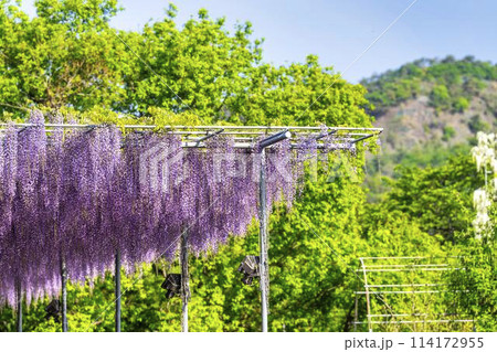 初夏に咲く大長藤の花　あしかがフラワーパーク　栃木県足利市 114172955